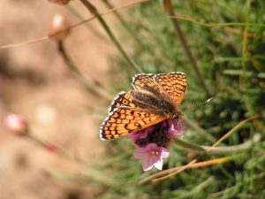 Glanville_Fritillary
