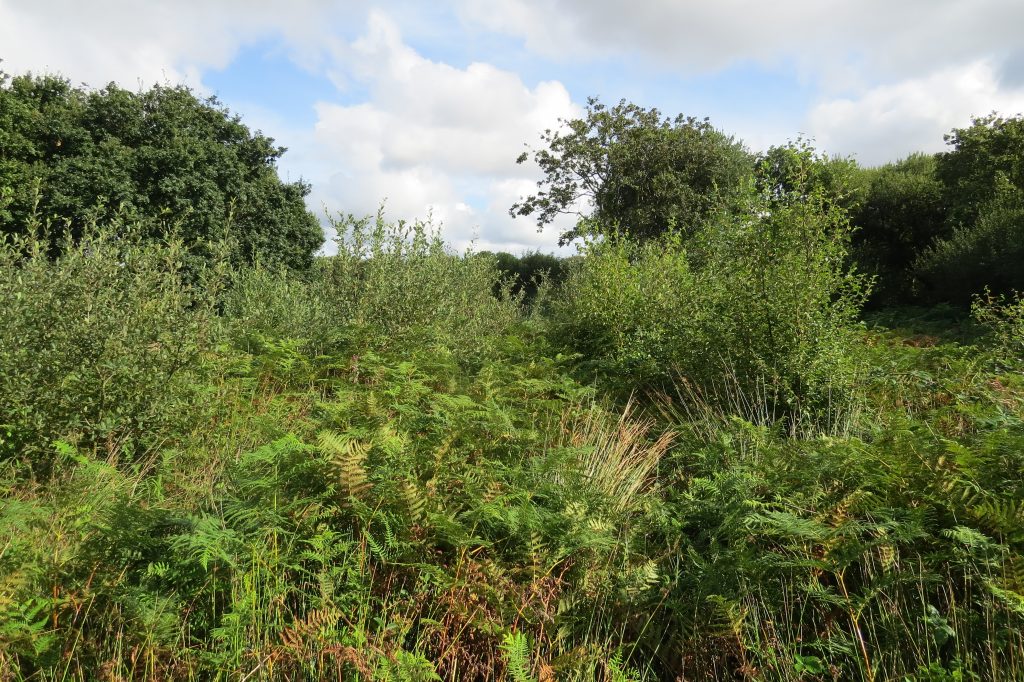 Munsley Bog Survey Sep 2016 Point 4 (2)
